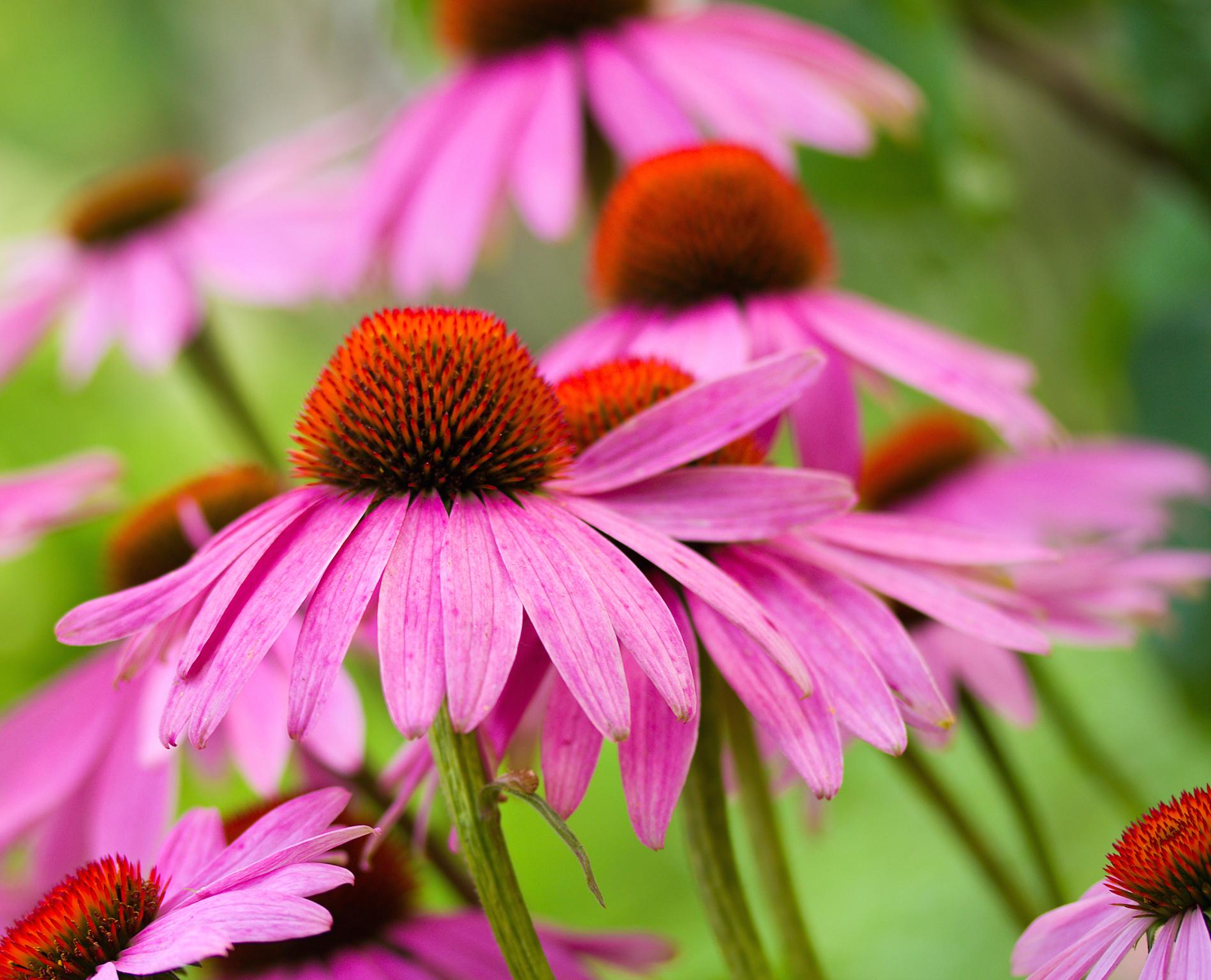 Quelles fleurs attirent le plus les abeilles ?