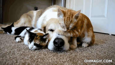 Dormir avec son chien ou son chat est bon bon pour le moral!
