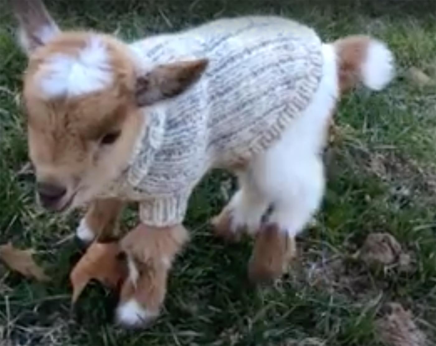 Video Trop Mignonne Un Bebe Chevre Avec Son Pull Femmes D Aujourd Hui