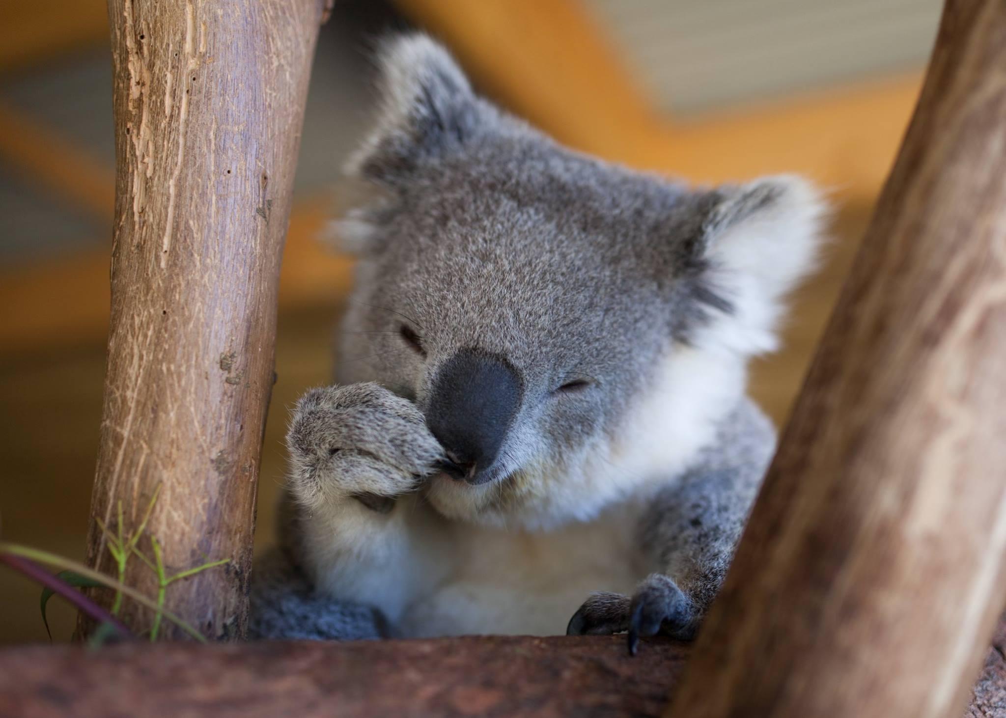 Video Trop Mignonne Ce Bebe Koala Va Vous Faire Fondre Femmes D Aujourd Hui