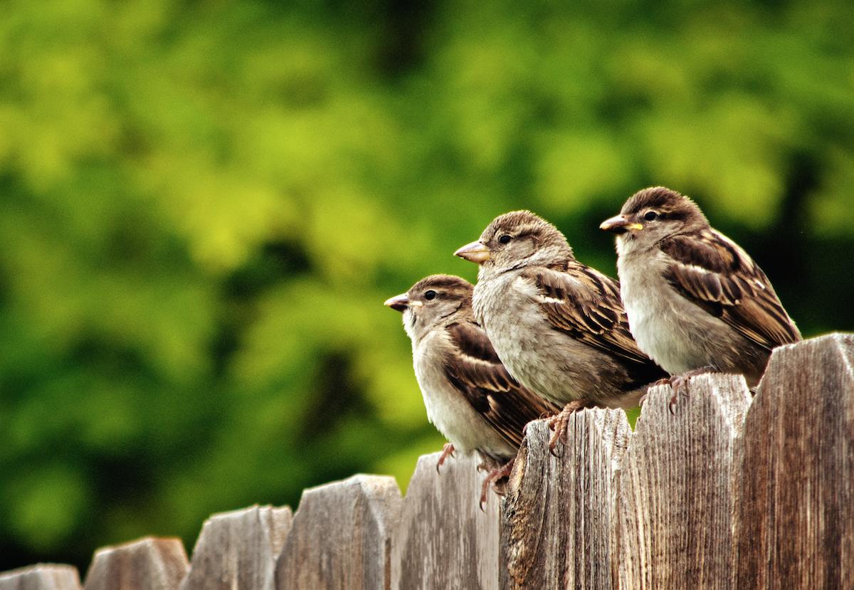 Zo vinden kleine vogels de weg (terug) naar je tuin Libelle