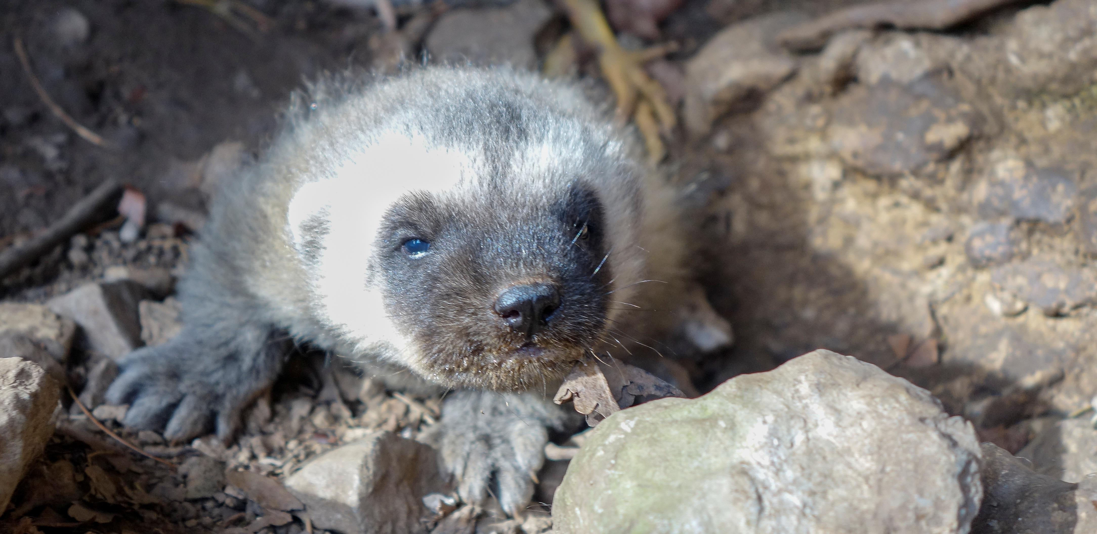 Un Bebe Glouton Est Ne Au Zoo De Han Et On A Envie De Le Croquer Tout Entier