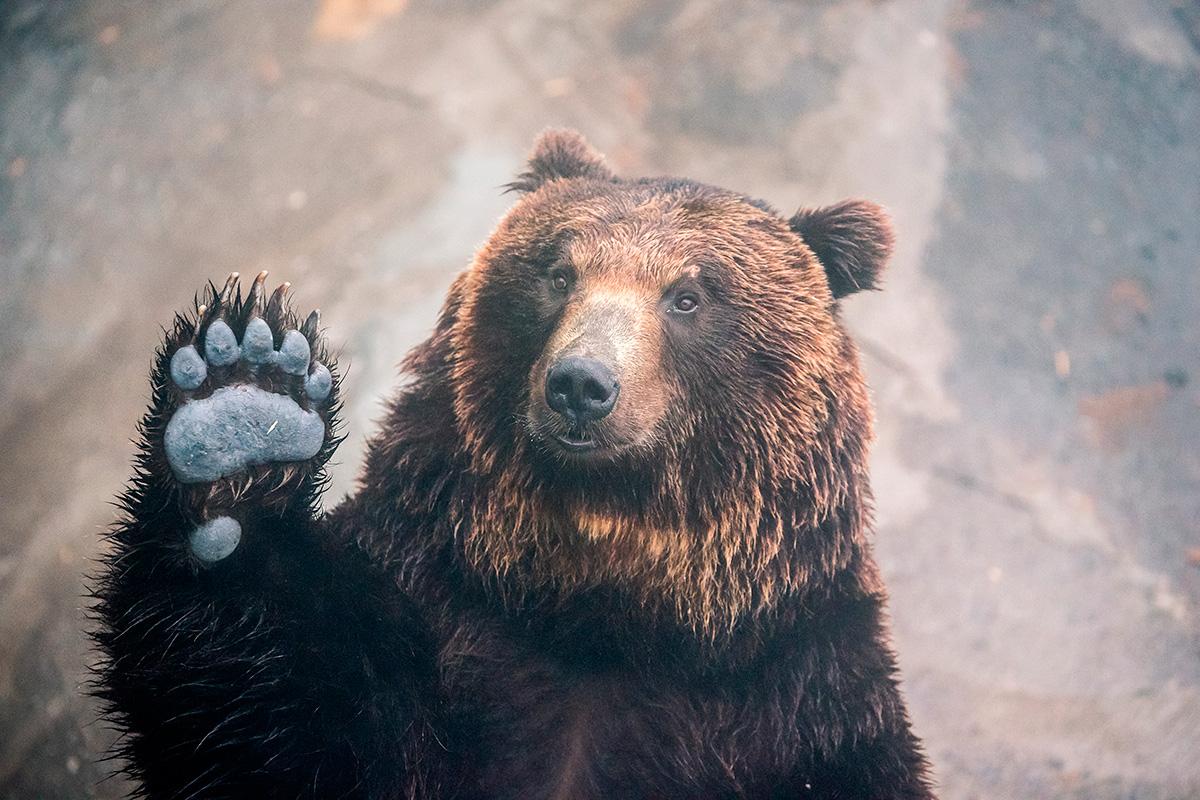 Bear japanese. Медведи в Японии. Бурый медведь в Японии. Медведи Хоккайдо. Японский медведь фото.