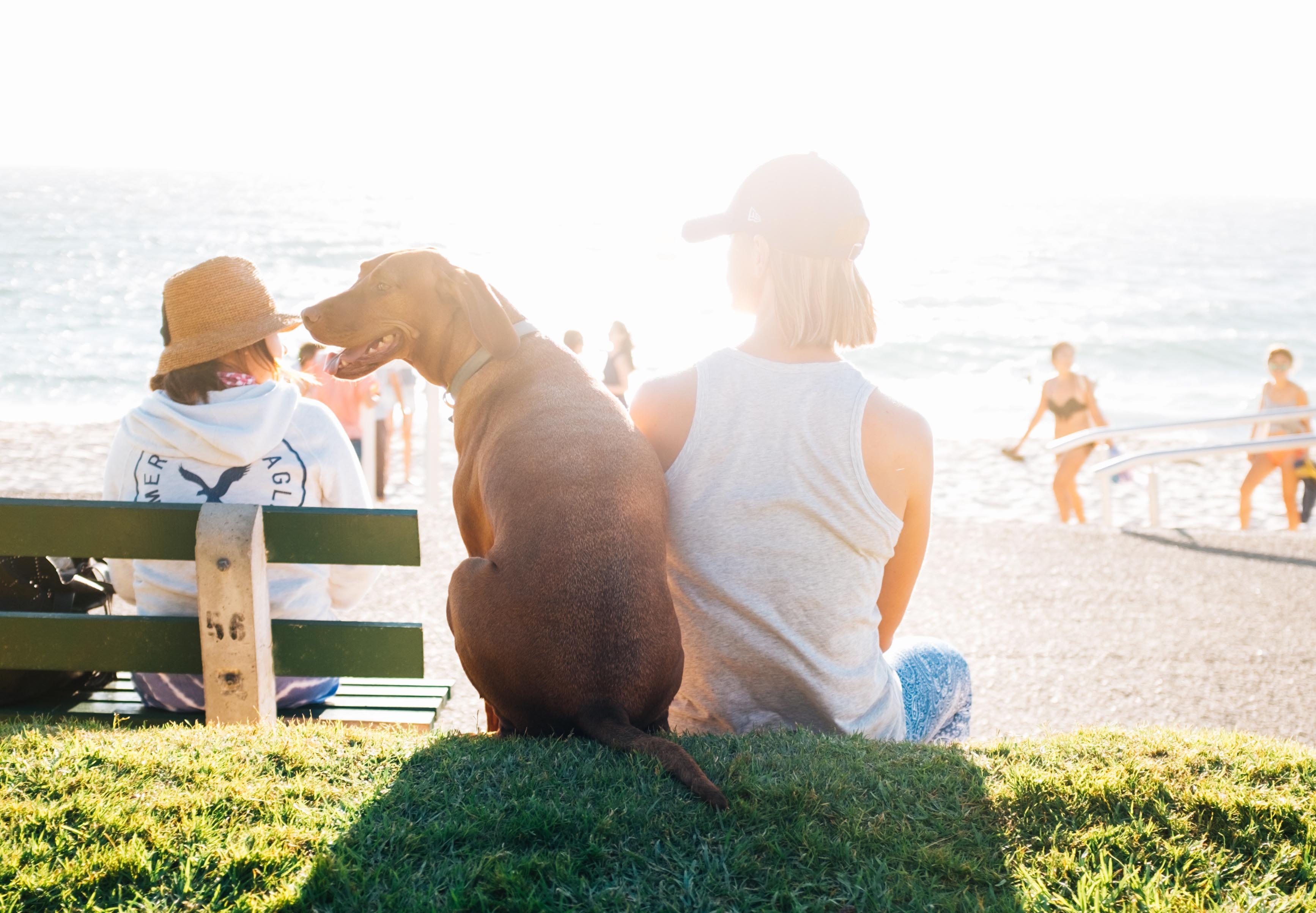 Comment faire le deuil de son animal de compagnie