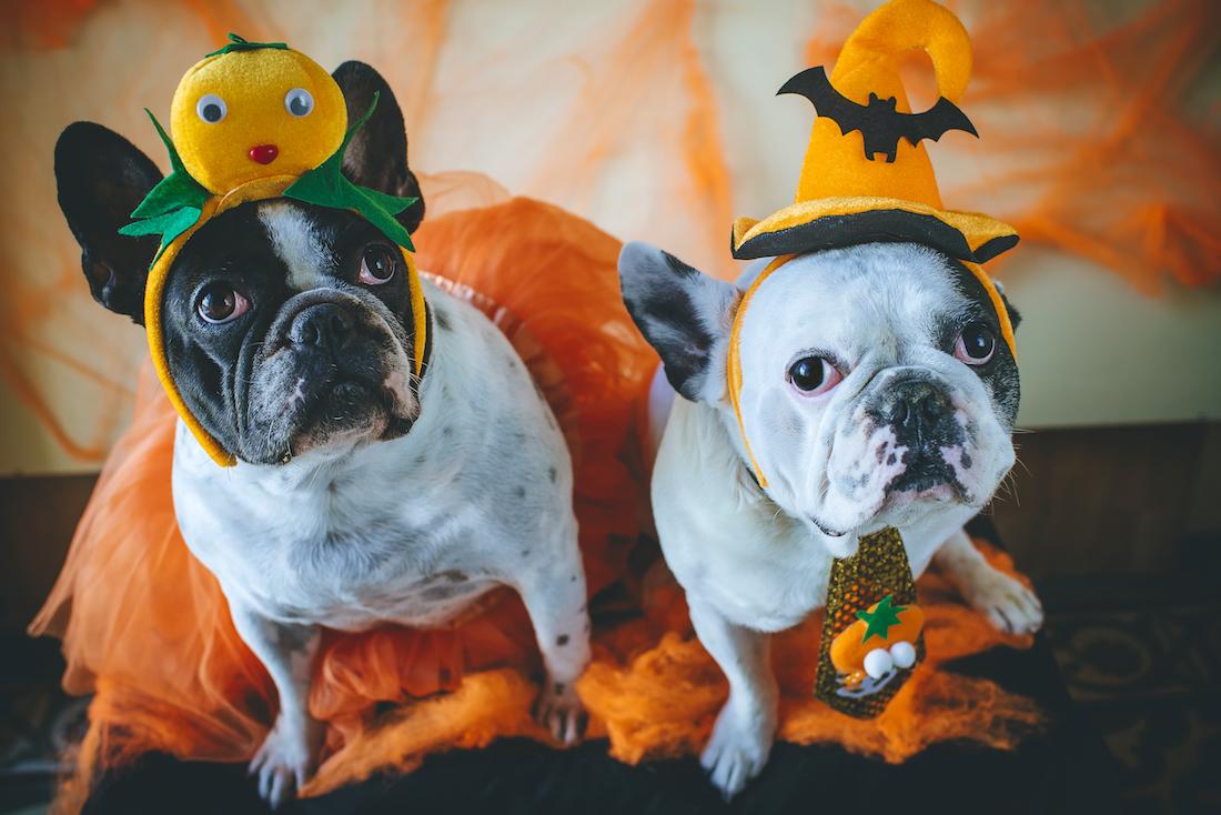 Les meilleurs costumes pour chiens de la parade canine d'Halloween Les meilleurs costumes pour chiens de la parade canine d'Halloween