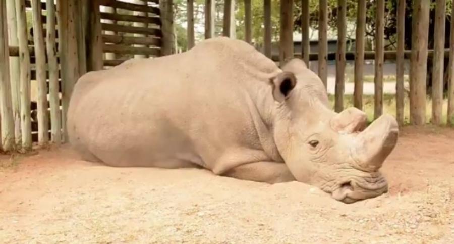 Triest Dit Is De Allerlaatste Mannelijke Noordelijke Witte Neushoorn 