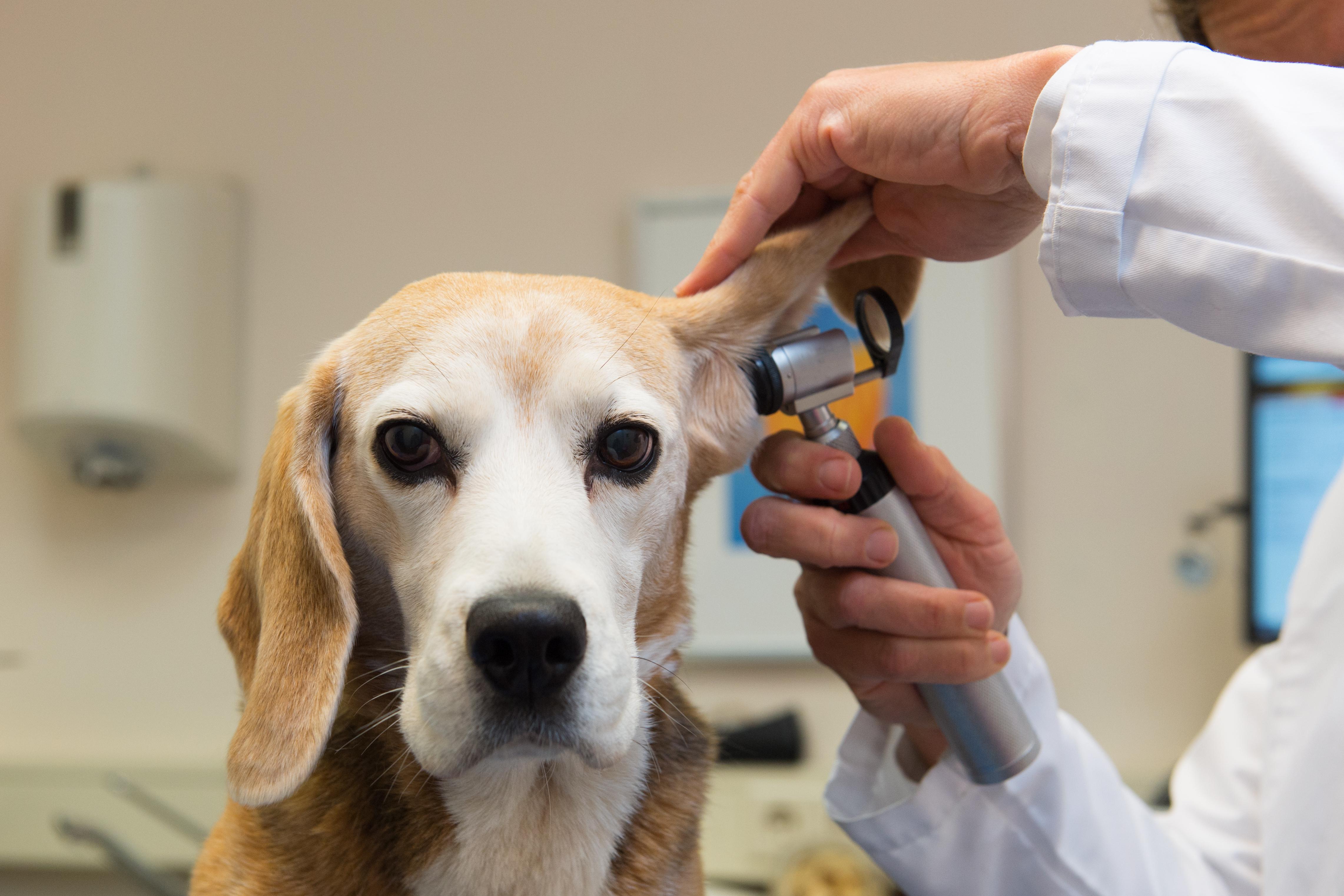 Cette Veterinaire Ecrit Une Lettre Poignante Sur L Euthanasie Des Animaux