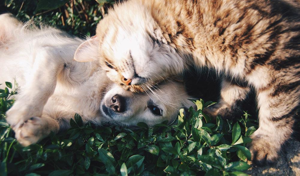 Chat Ou Chien Quel Est L Animal Domestique Prefere Des Belges Femmes D Aujourd Hui