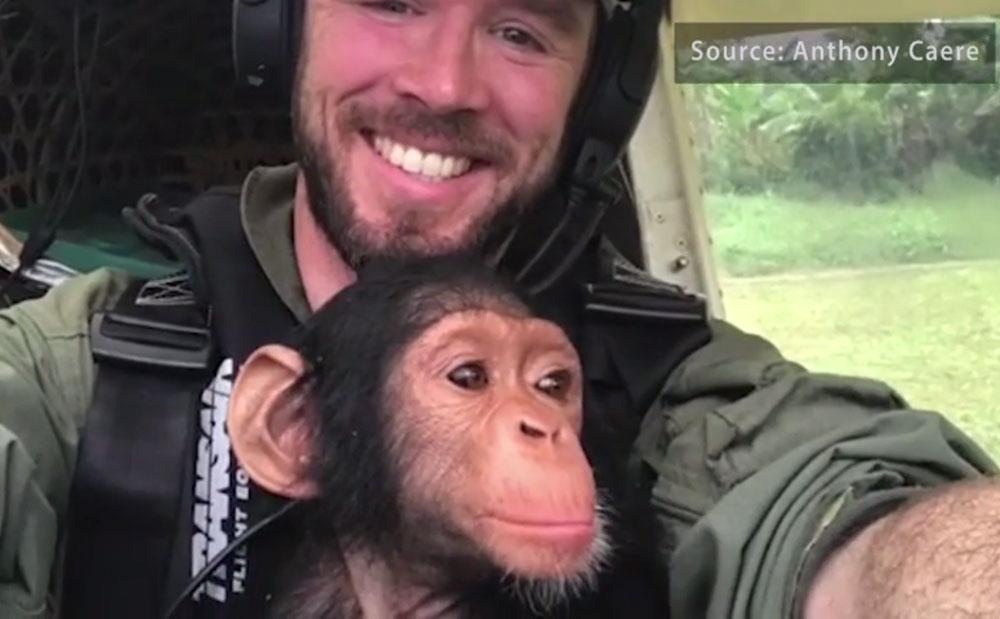 Video Un Pilote Belge Sauve Un Bebe Chimpanze Et Se Lie D Amitie Avec Lui Femmes D Aujourd Hui