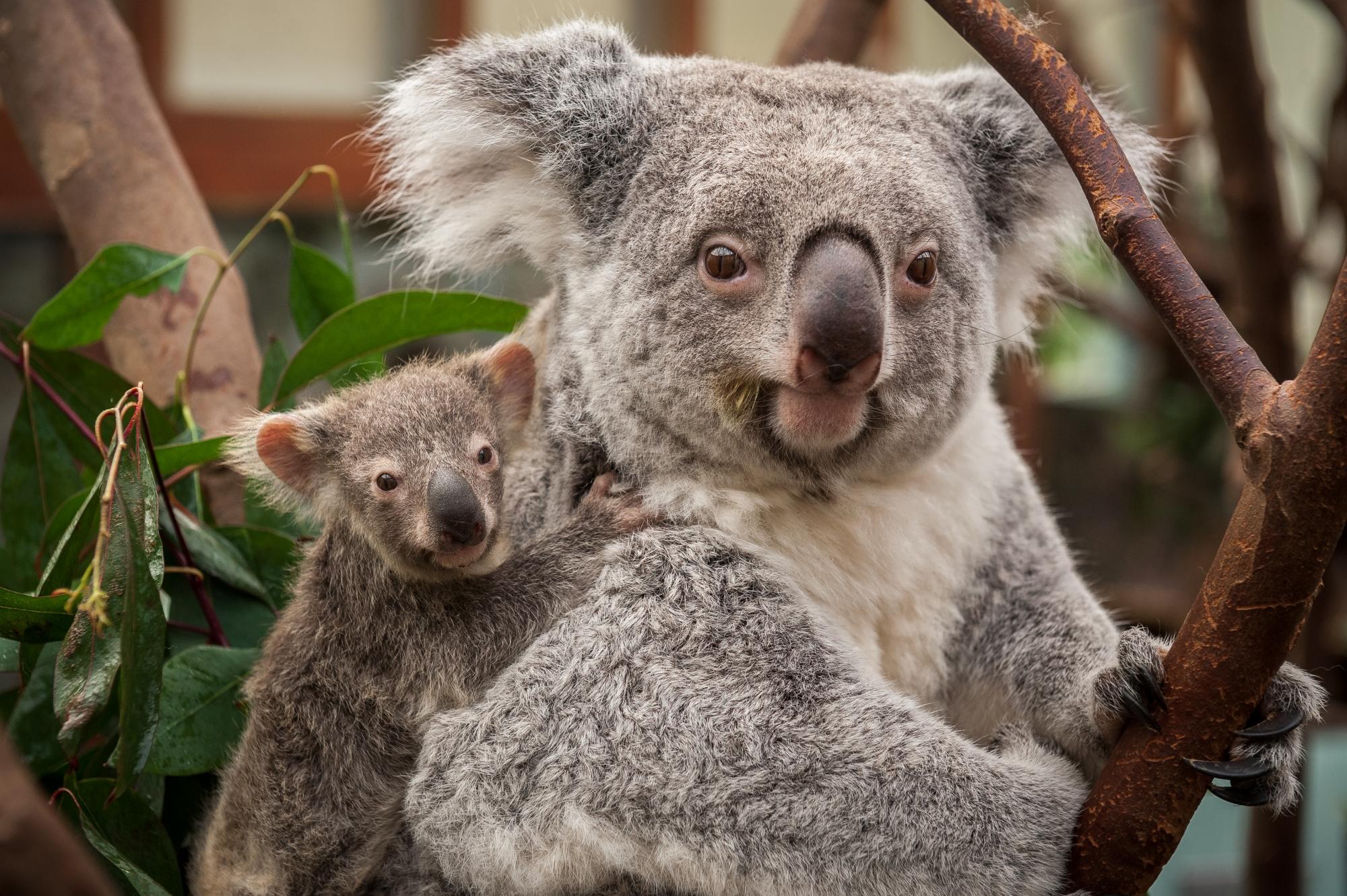 Video Adorable Le Bebe Koala De Planckendael Est Sorti De Sa Poche Femmes D Aujourd Hui