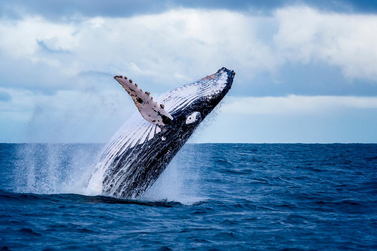 l islande retablit la chasse a la baleine apres 2 ans d interruption chasse a la baleine