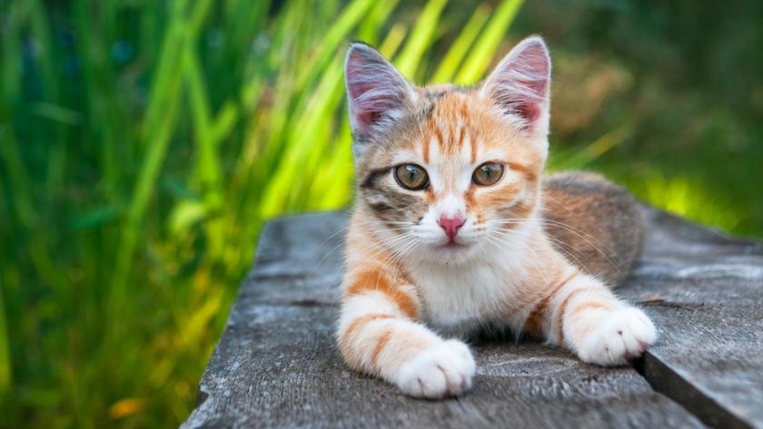 Verwonderend Kattenbaasjes opgelet: aanslagreiniger van de Action is giftig QR-45