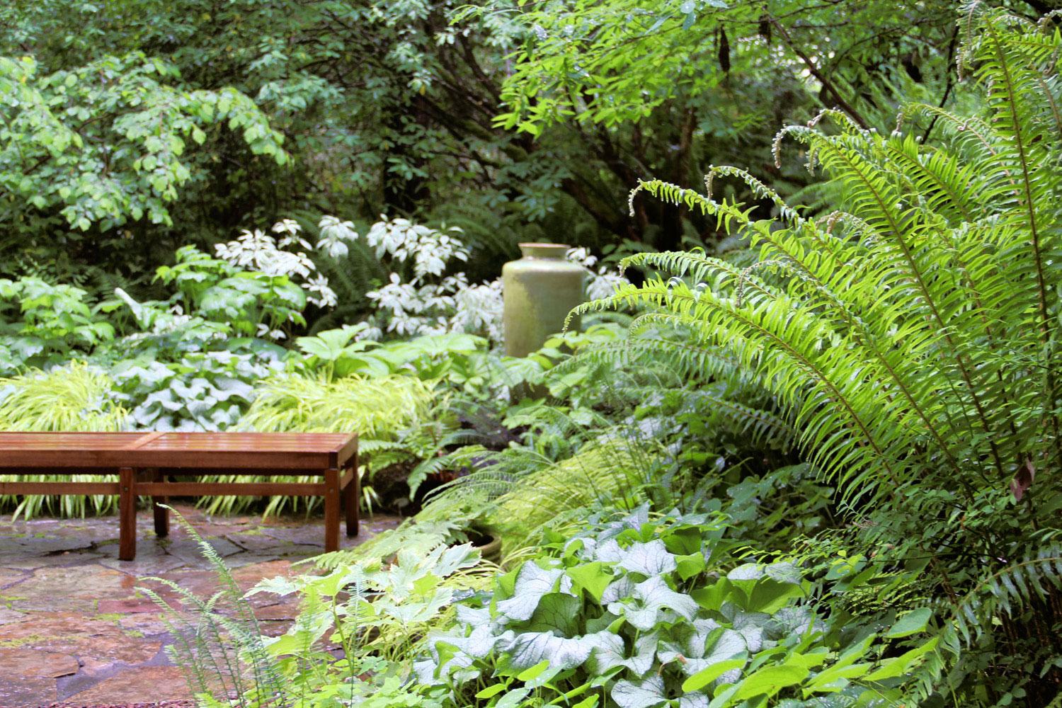 Alles wat je moet weten over varens in je tuin Libelle