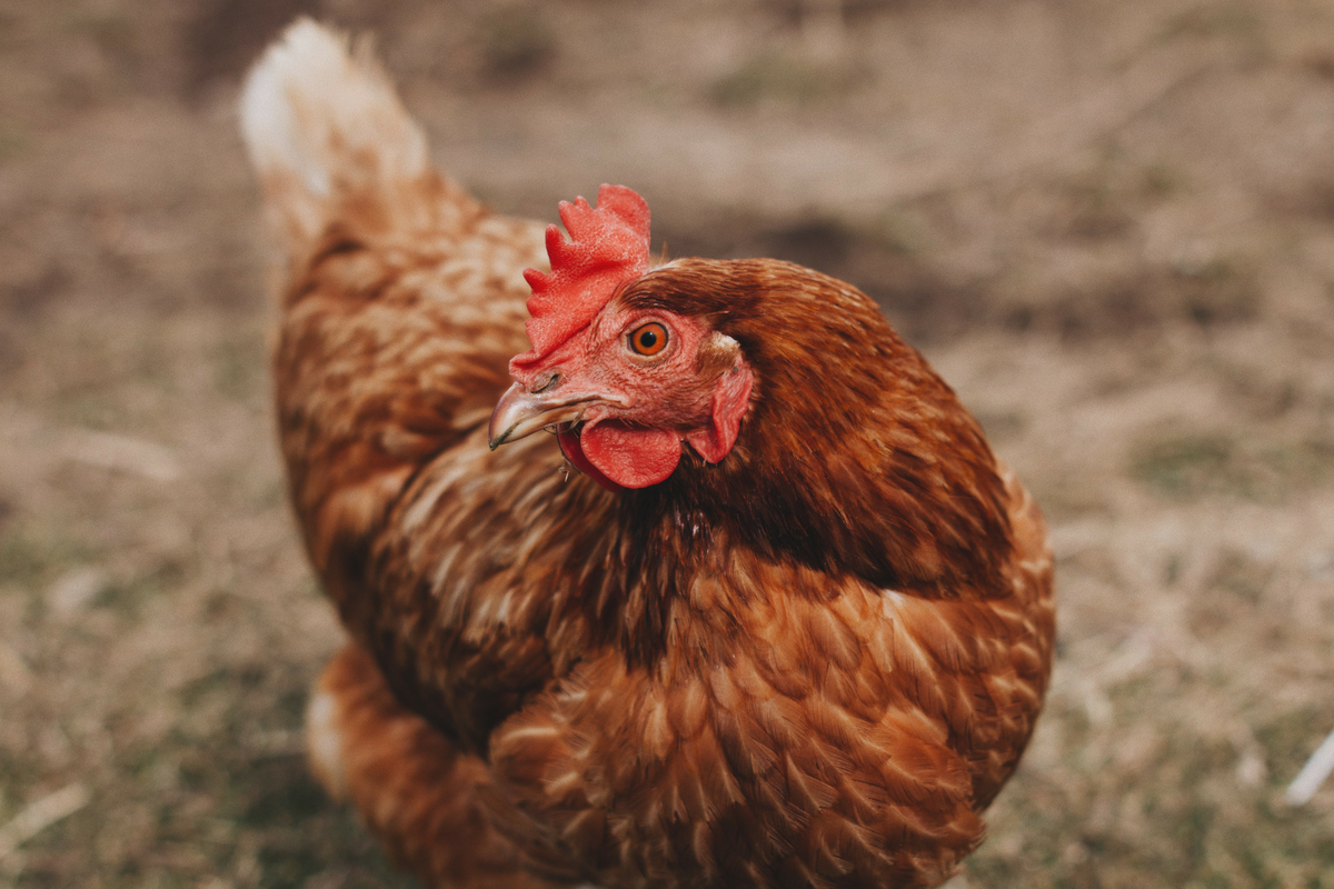 sauvez une poule de l abattoir en l adoptant sauvez une poule de l abattoir en l