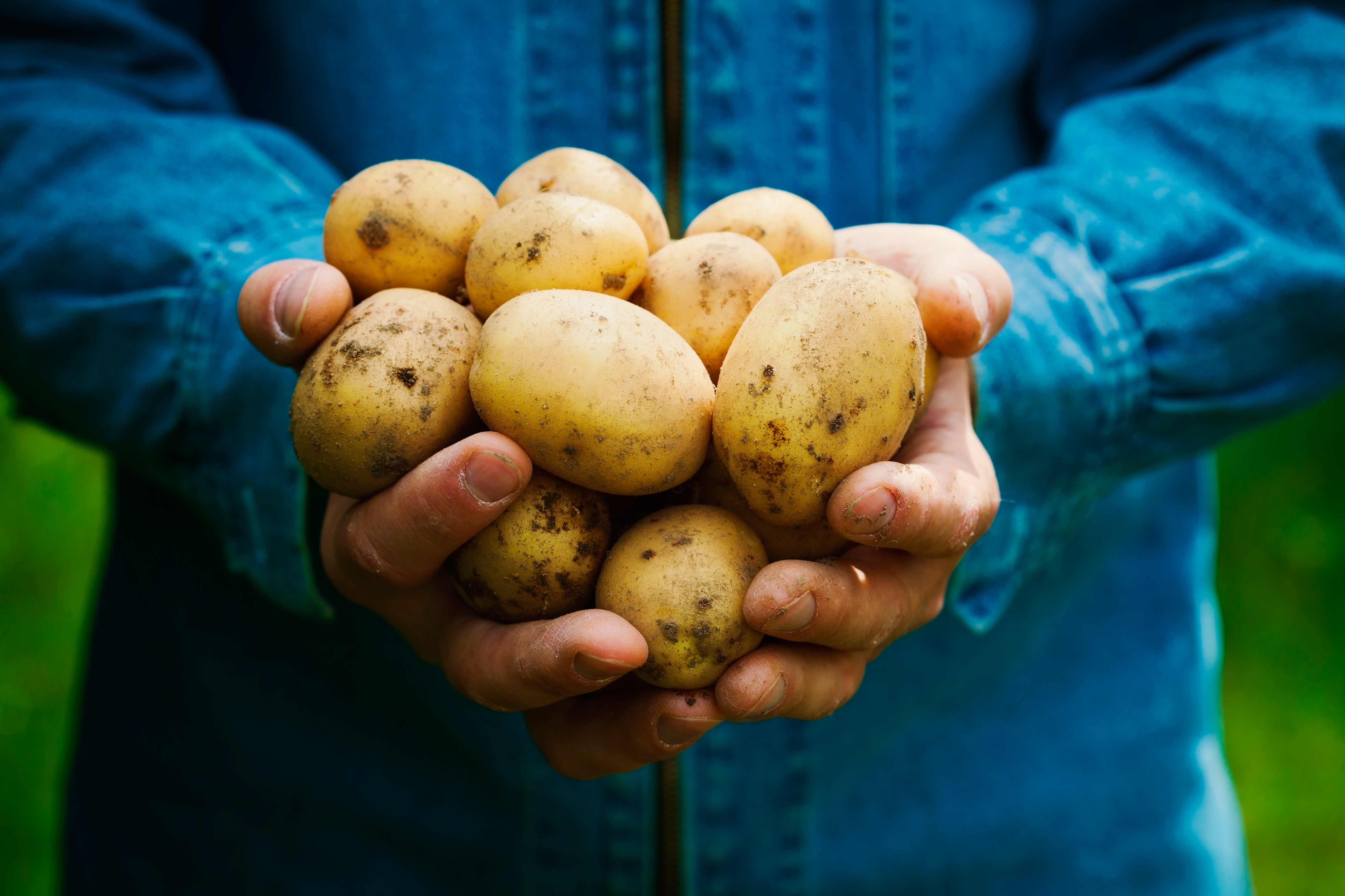 Welke aardappel kies je voor friet? - Libelle Lekker