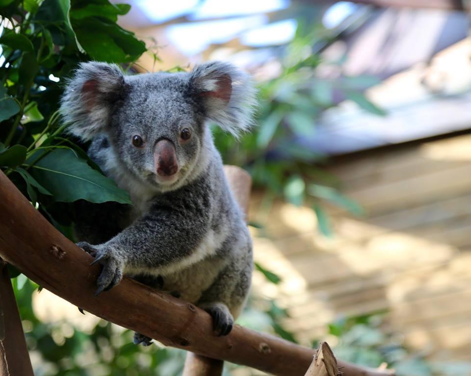 Comment S Appelle La Femelle Du Koala Triste nouvelle: Pairi Daiza perd un deuxième koala
