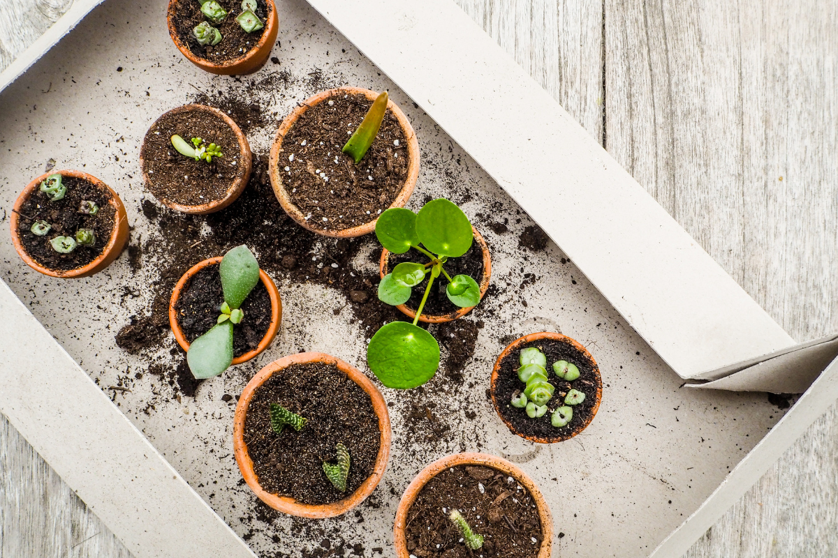 Diy Comment Faire Des Boutures De Plantes Grasses