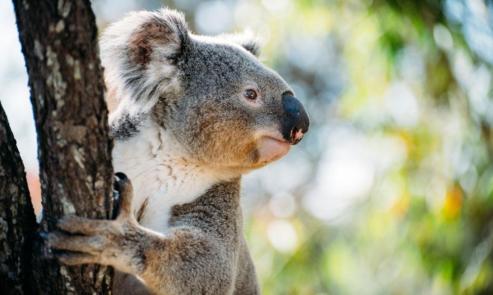 Carnet Rose A Planckendael Un Bebe Koala Est Ne Photo Femmes D Aujourd Hui