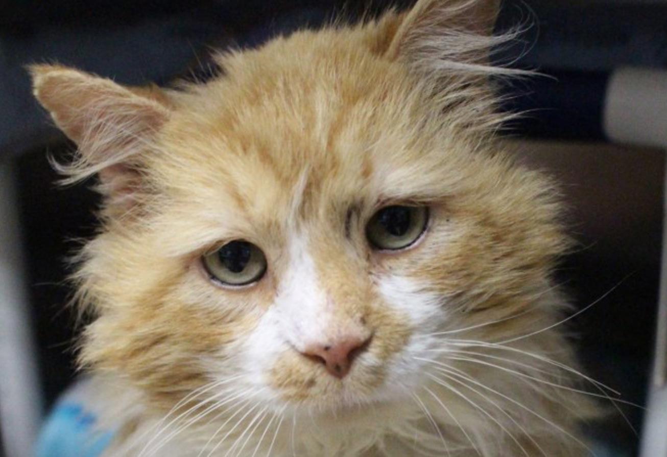 Un Chat Marche km Pour Retrouver Sa Maison Et Comme Recompense Ses Maitres Veulent L Euthanasier