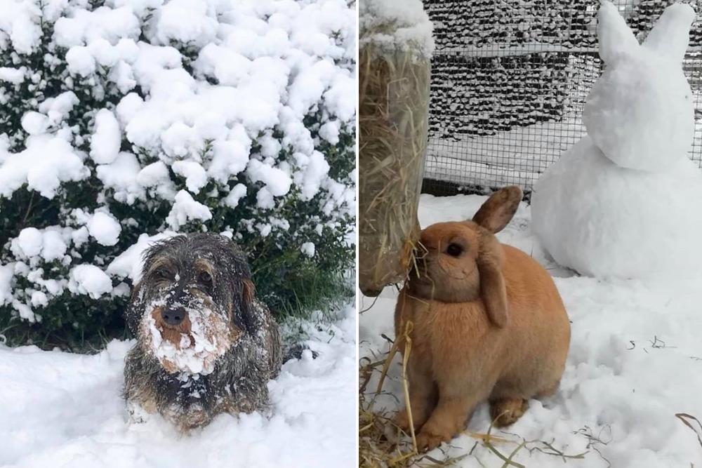 Fotospecial 29 X Jullie Schattigste Huisdieren In De Sneeuw