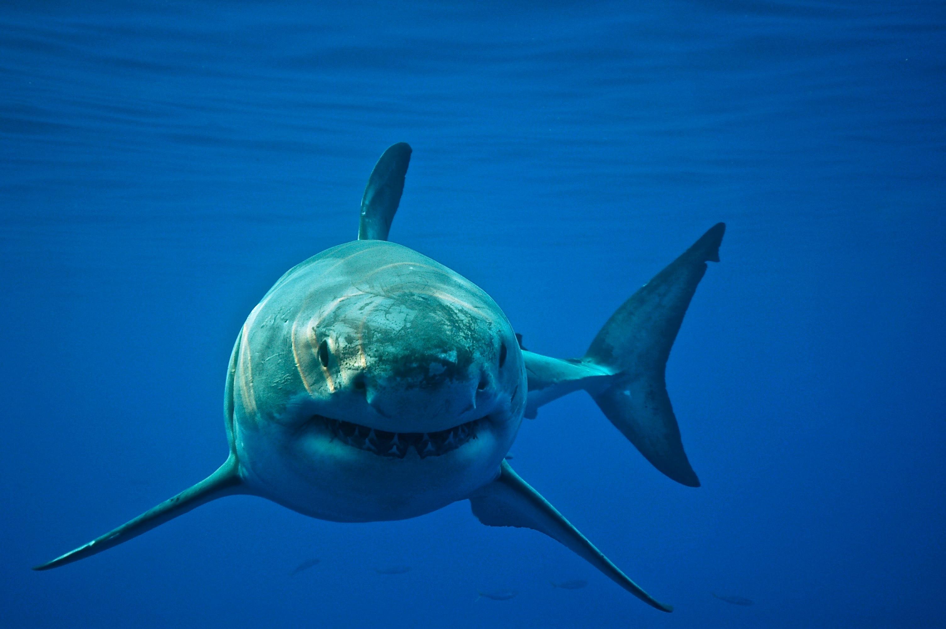 Incroyable des plongeurs nagent avec l'un des plus grands requins