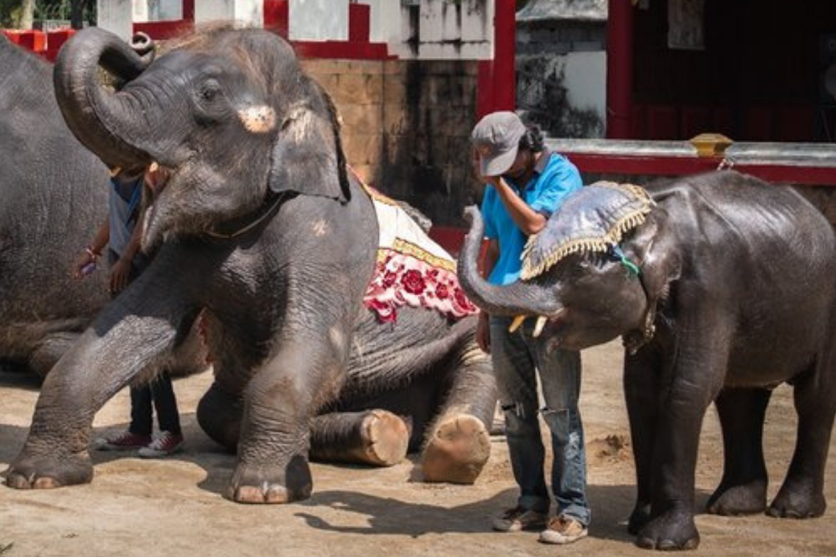 Qui A Encore Mangé Le Coeur De Lion Ce bébé éléphant forcé d'amuser la galerie dans un zoo nous brise le cœur