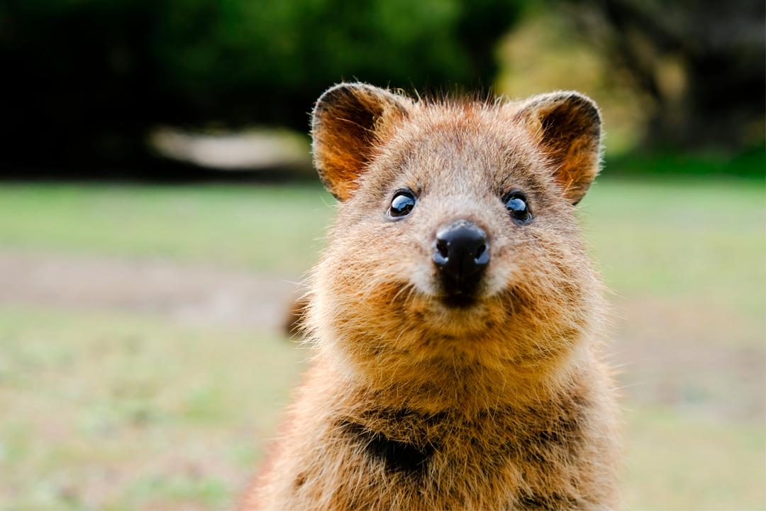 Animal Le Plus Mignon Au Monde On a trouvé l'animal le plus adorable au monde et il s'appelle quokka