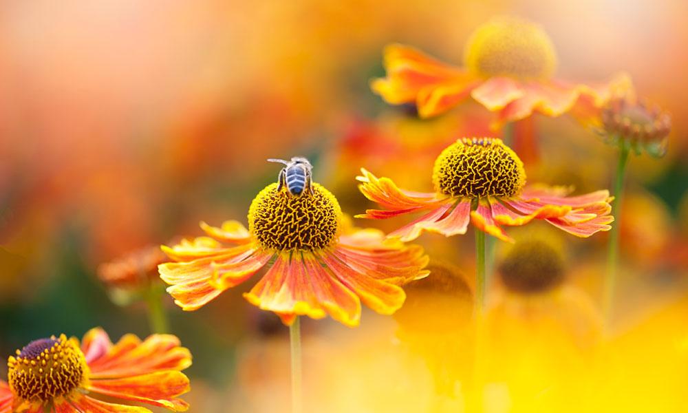 Le Top 6 Des Fleurs Qui Attirent Les Abeilles Femmes D