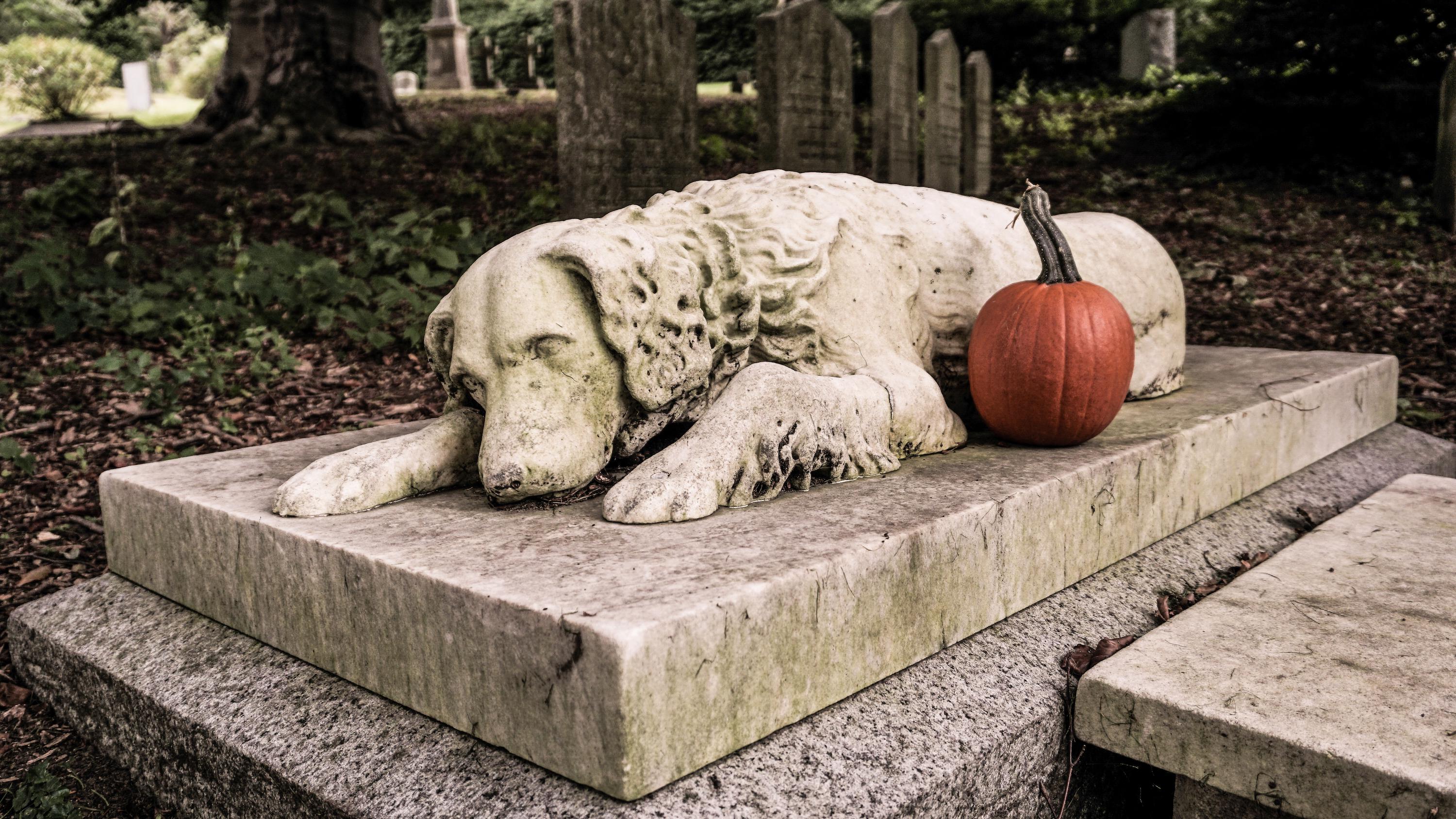 Индивидуальная кремация собаки