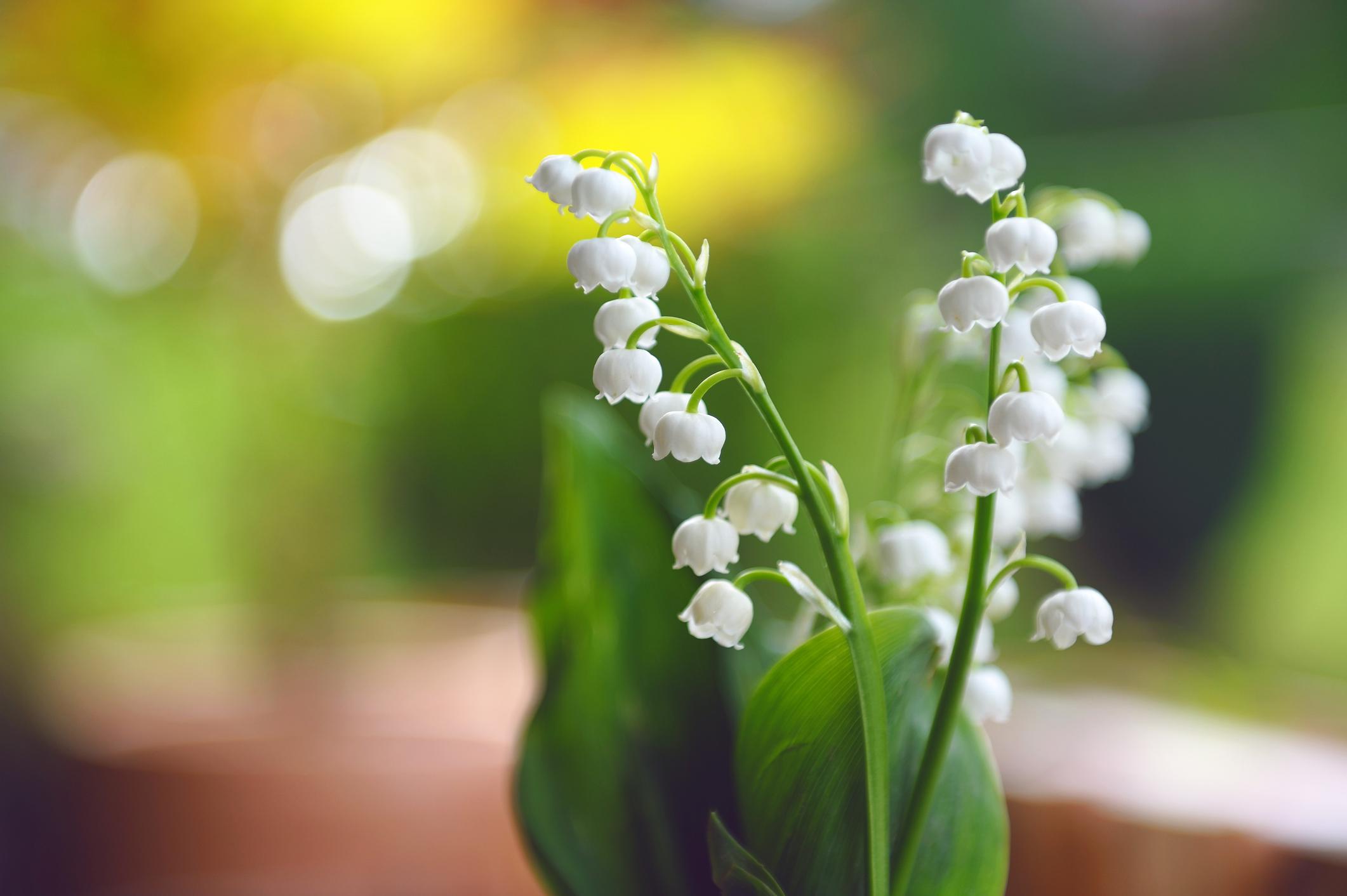 Pourquoi Offrons Nous Du Muguet Le 1er Mai Femmes D Aujourd Hui