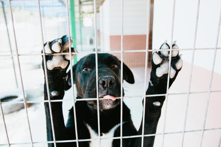 Le bilan honteux des abandons d'animaux en Belgique (et l