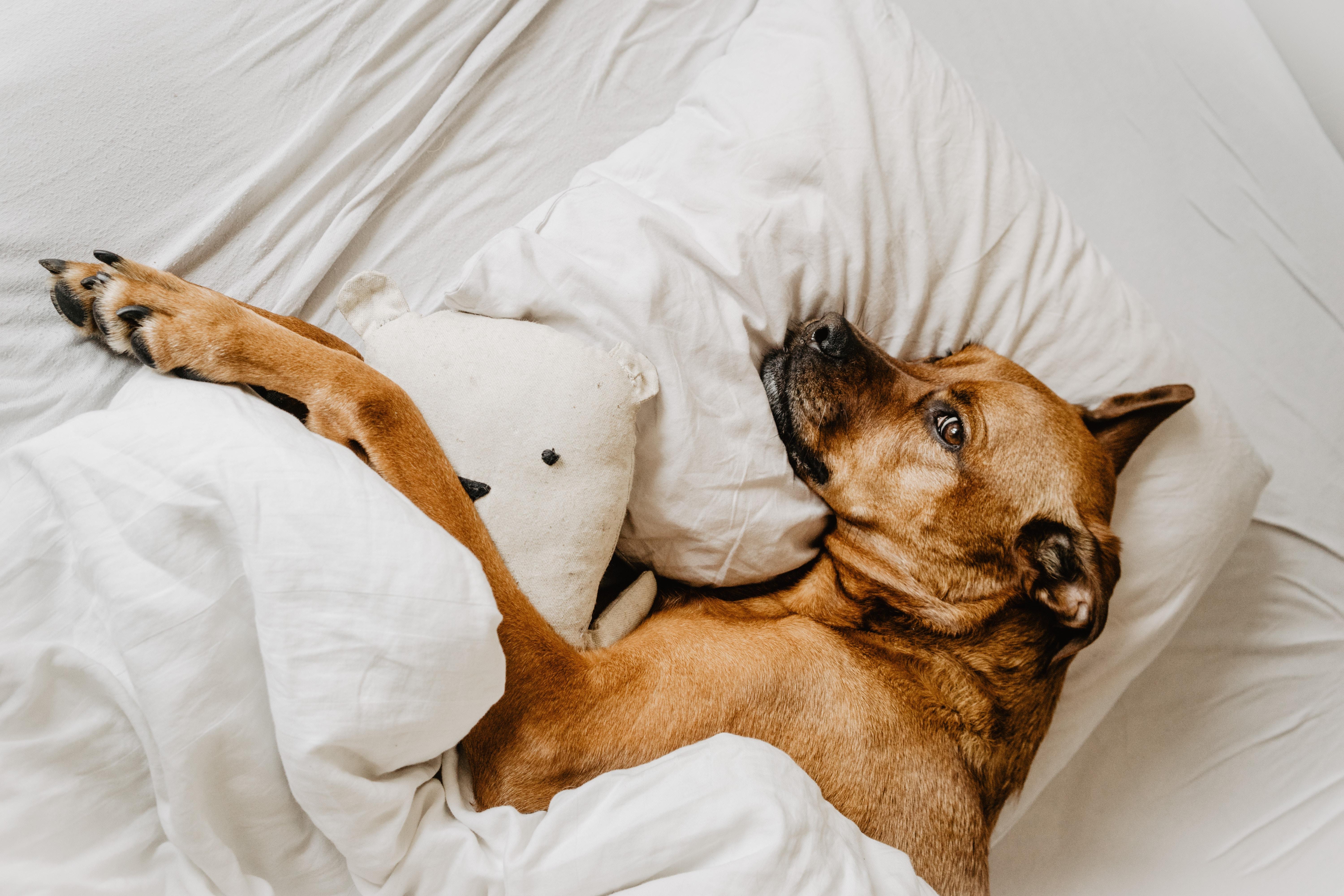 Vous ne rêvez pas votre chien rêve dans son sommeil