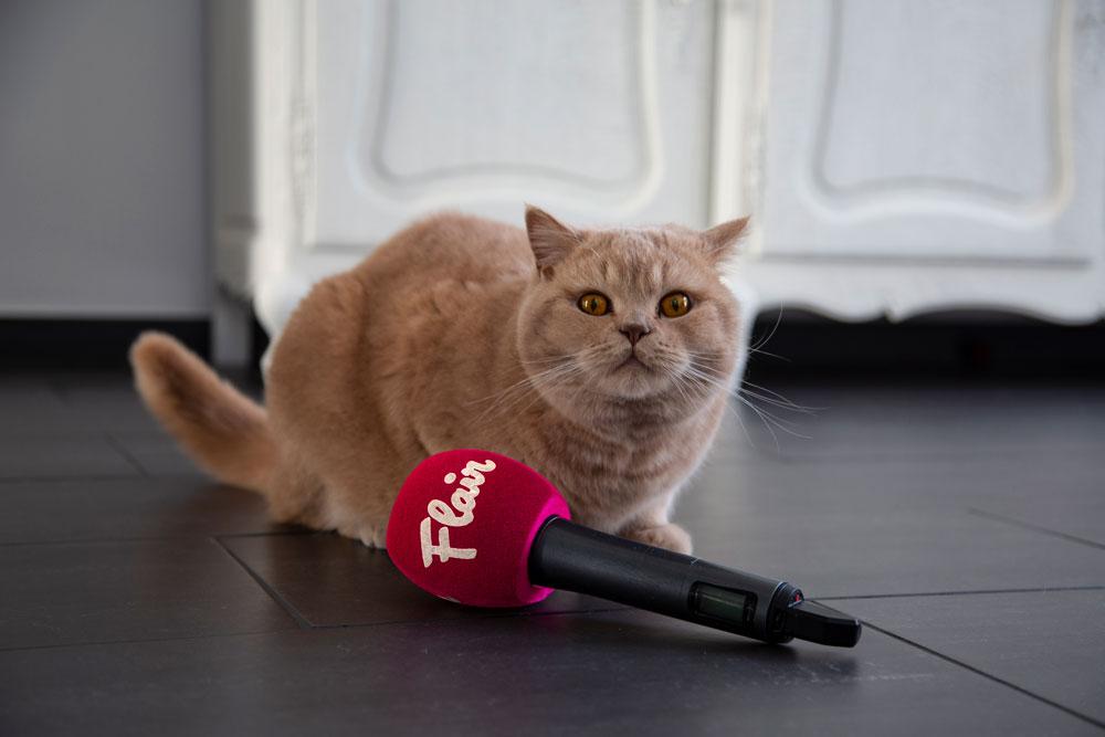 #INSTAPETS: Britse korthaar Louie is met zijn 31.000 volgers de koning van Antwerpen