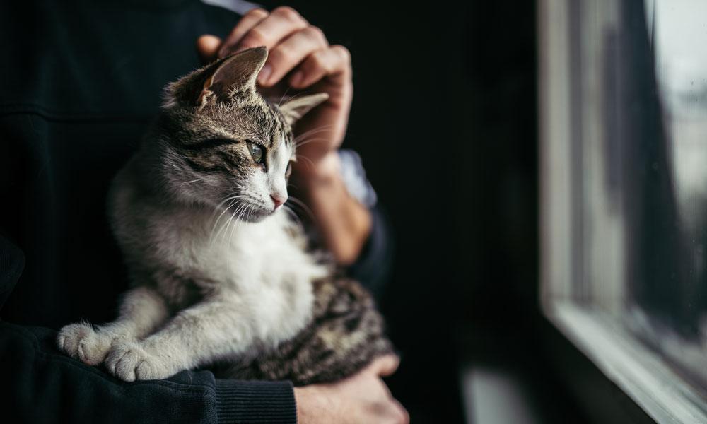 Homme Qui Joue Du Piano Pour Ses Chats Femmes D Aujourd Hui