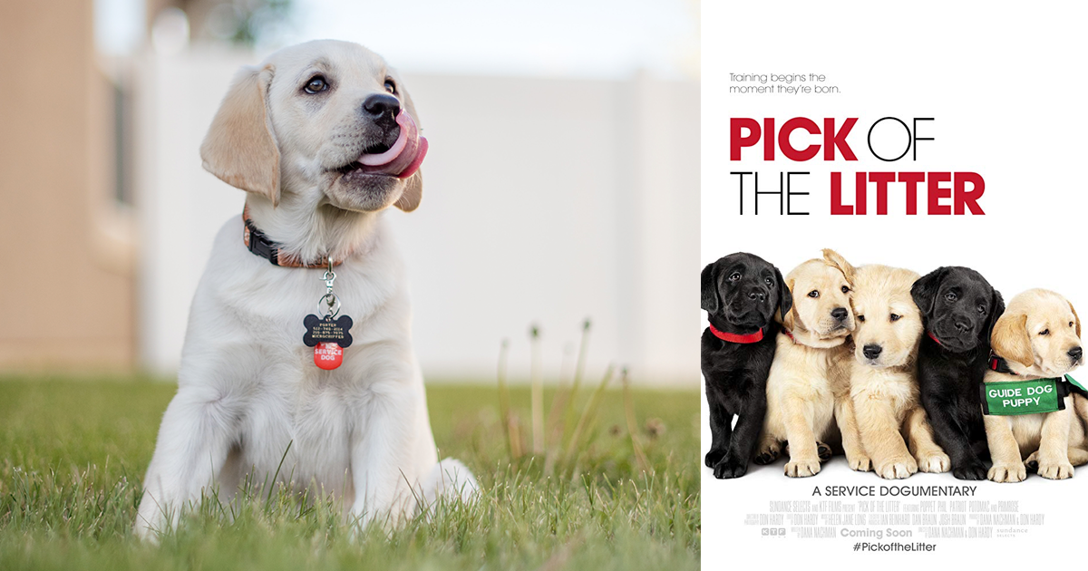 Deze film volgt 5 labradorpuppy's naar hun toekomst als geleidehond