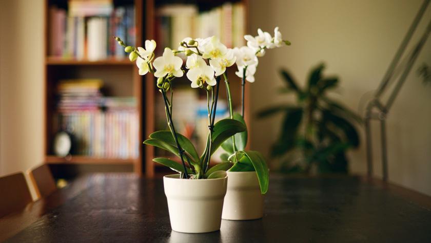 Inconsistent Patch Bladeren verzamelen Orchidee: hoe verzorgen? - Libelle