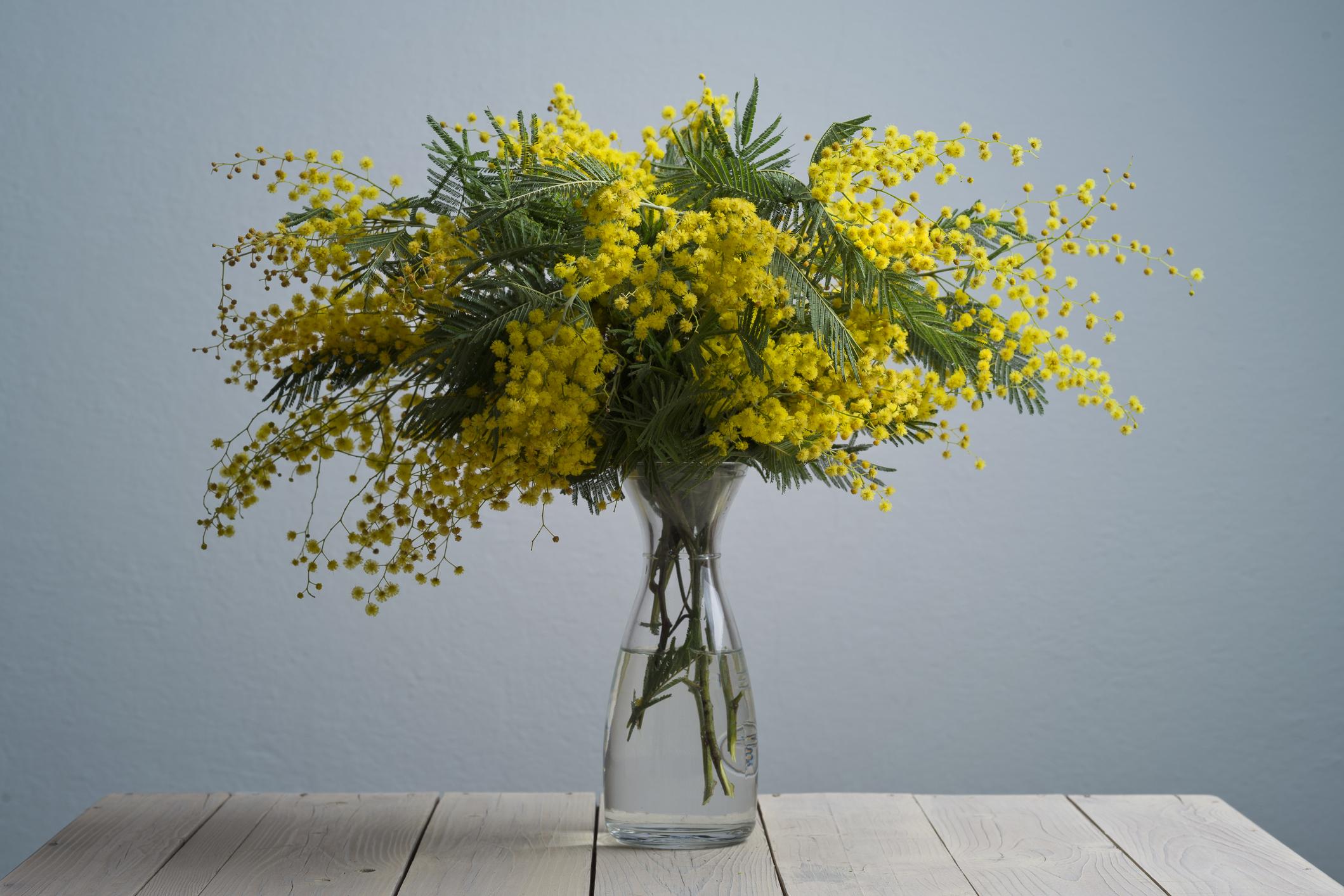 Le mimosa, la fleur qui ensoleille votre intérieur - Femmes d’Aujourd’hui