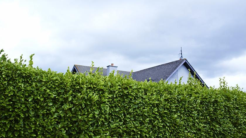 Haag planten welke kies je best voor je tuin? Libelle