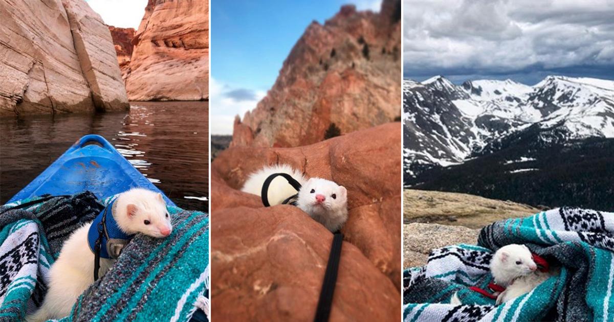 MUST FOLLOW Oliver the Hiking Feret reist de hele wereld rond(02)