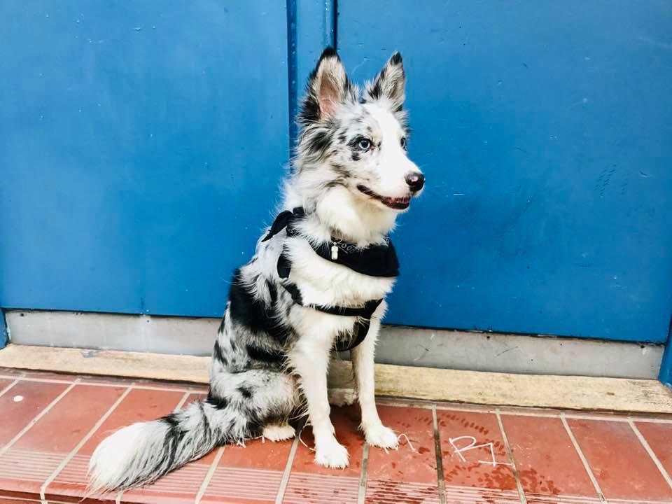 Race De Chien La Plus Intelligente Les 10 races de chiens les plus intelligentes selon la science