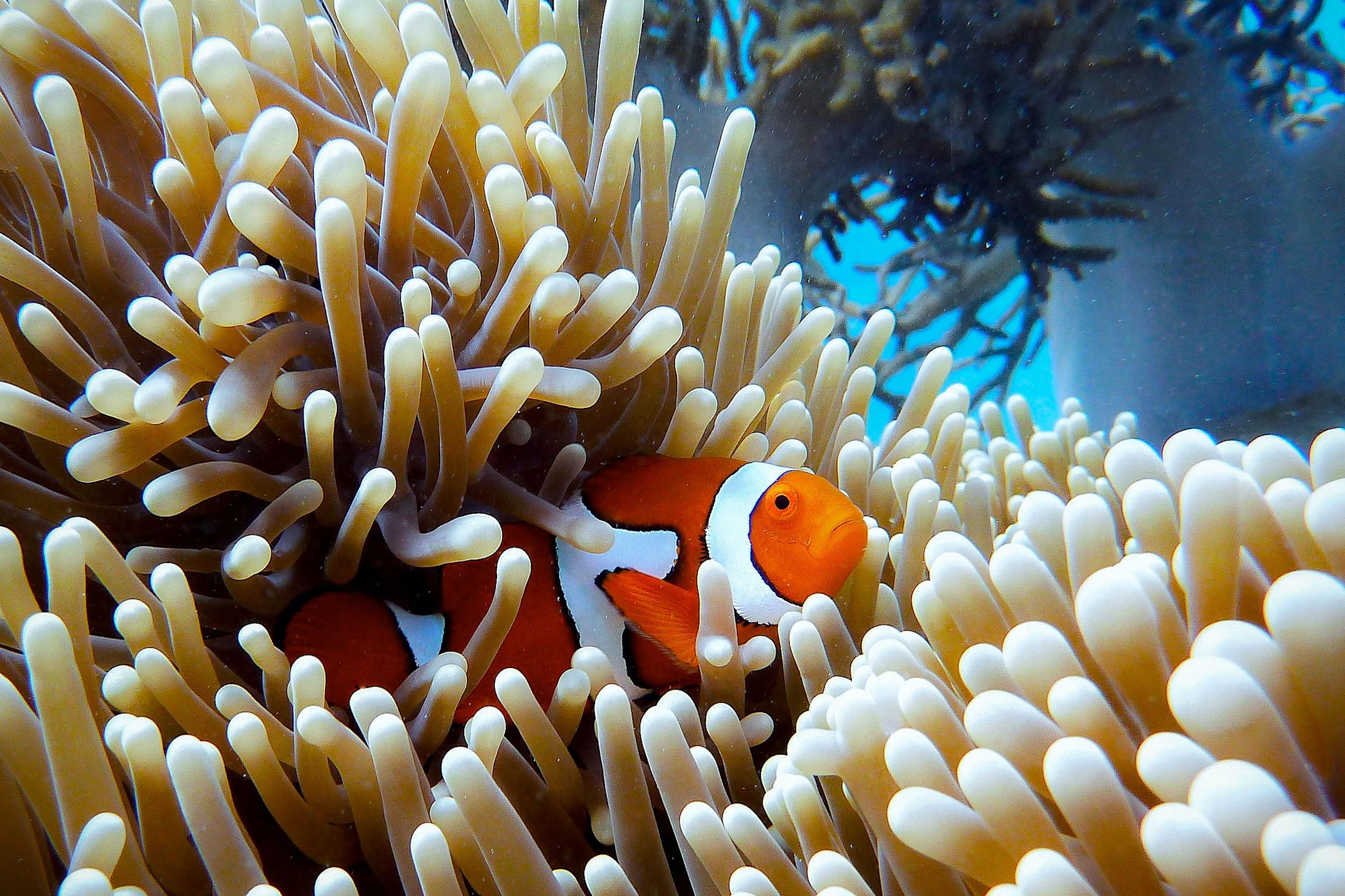 La Grande BarriÃ¨re de corail n'a jamais autant souffert que maintenant