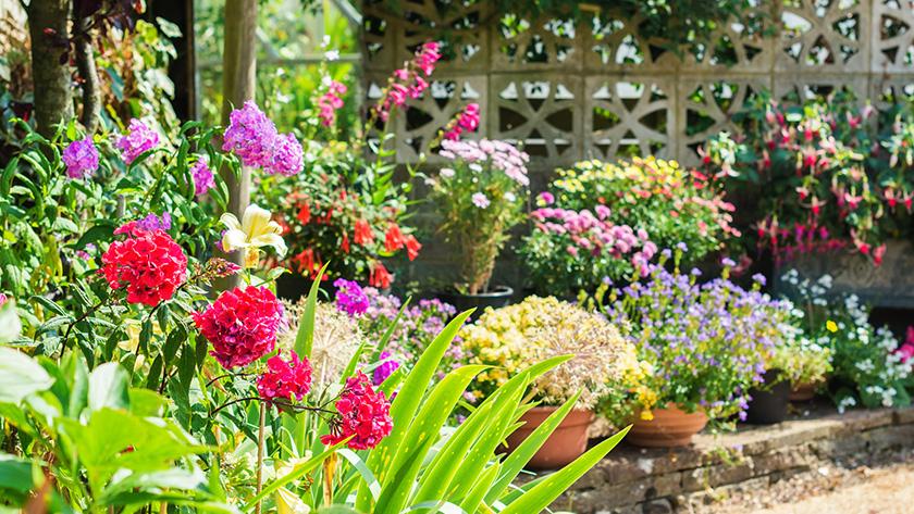 Zes wacht Kan worden berekend Deze zomer kleurrijke bloemen in je tuin? Plant deze bollen dan nu - Libelle
