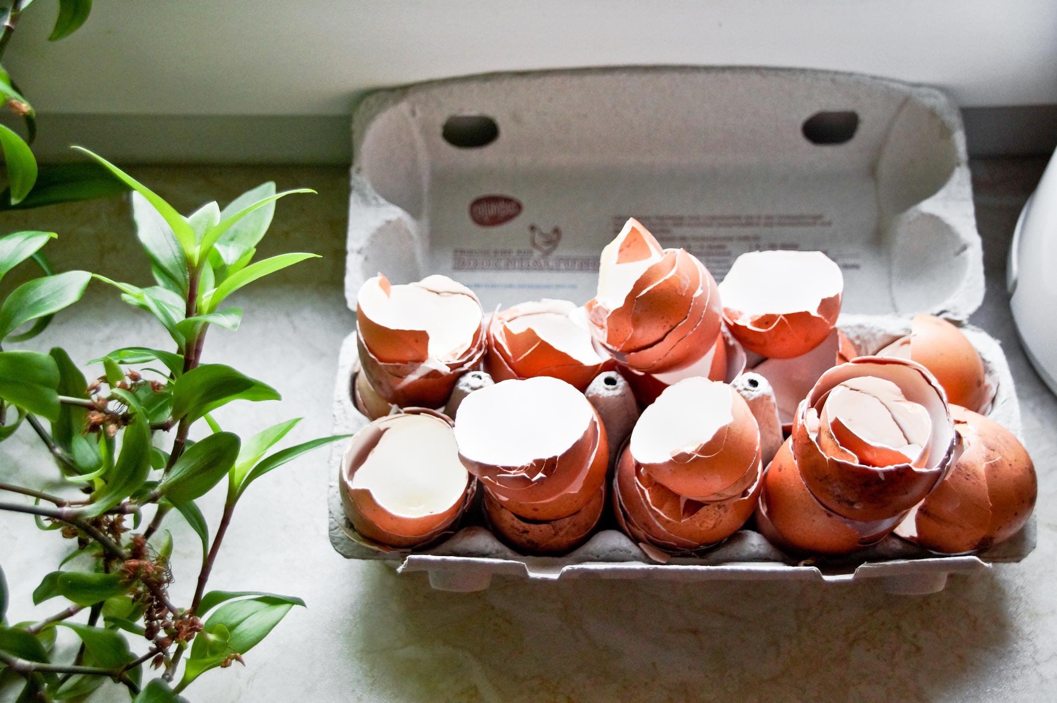 6 façons surprenantes de recycler des coquilles d’œufs