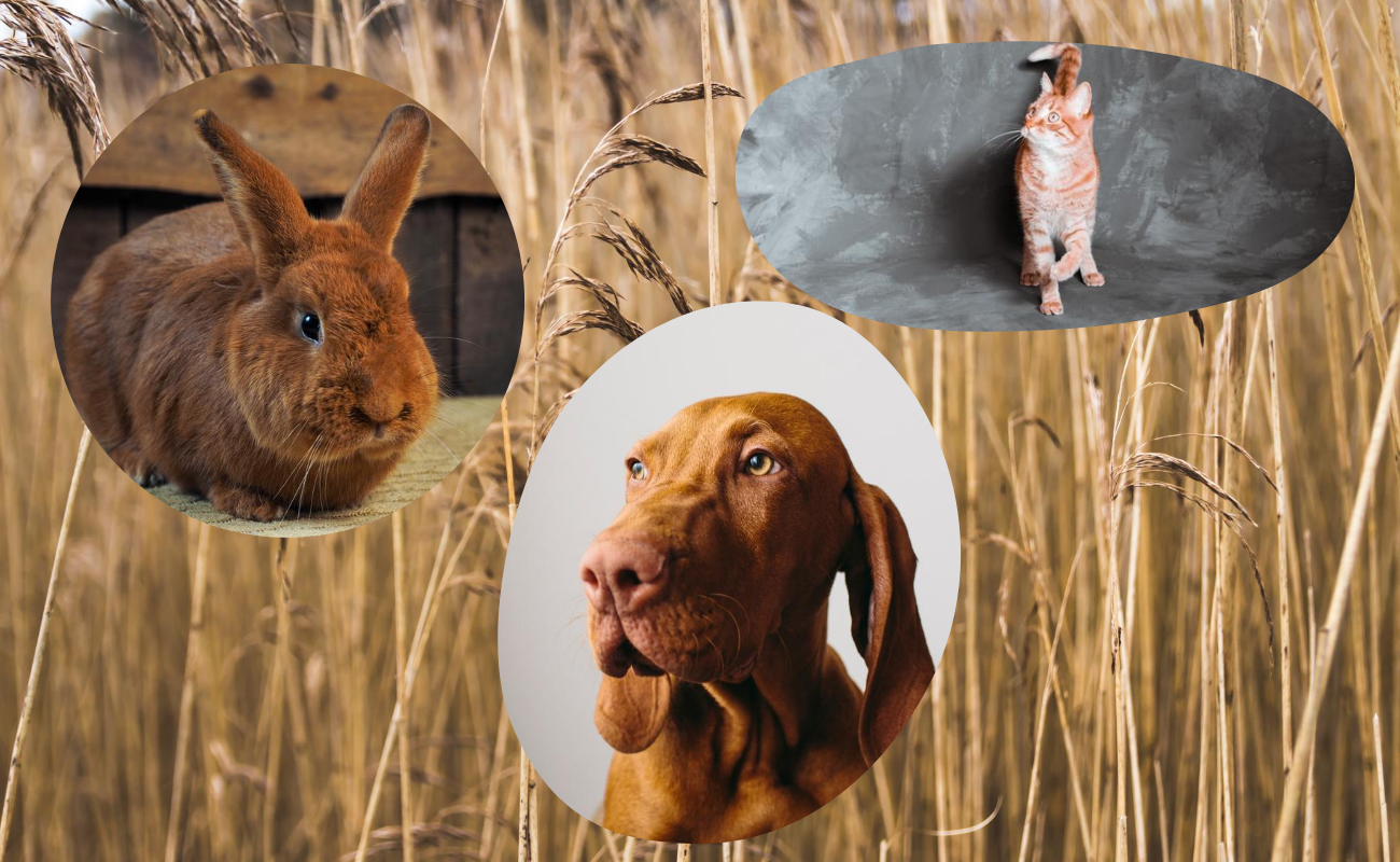 12 animaux de compagnie roux absolument sublimes