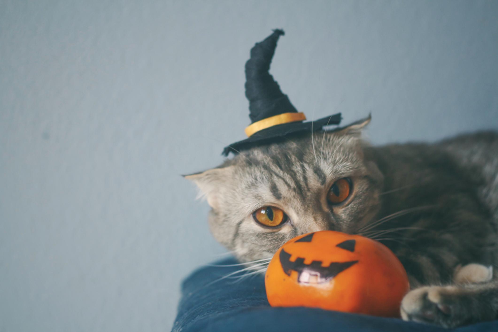 Cette année, fêtez Halloween avec votre chat grâce à un costume citrouille