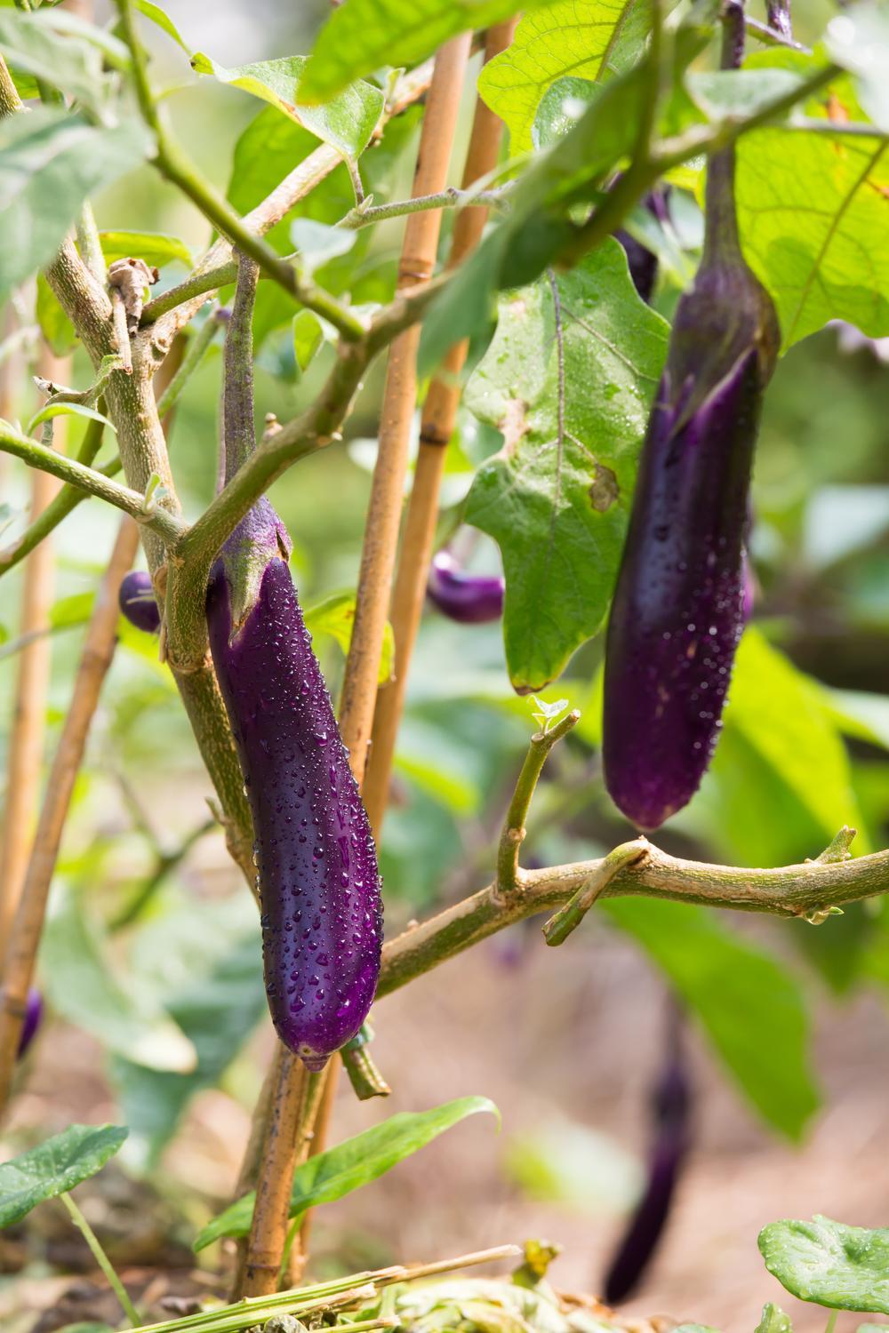 Bijvriendelijk tuinieren met onze moestuinman Angelo Dorny