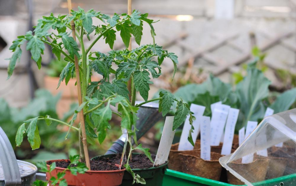 Bijvriendelijk tuinieren met onze moestuinman Angelo Dorny