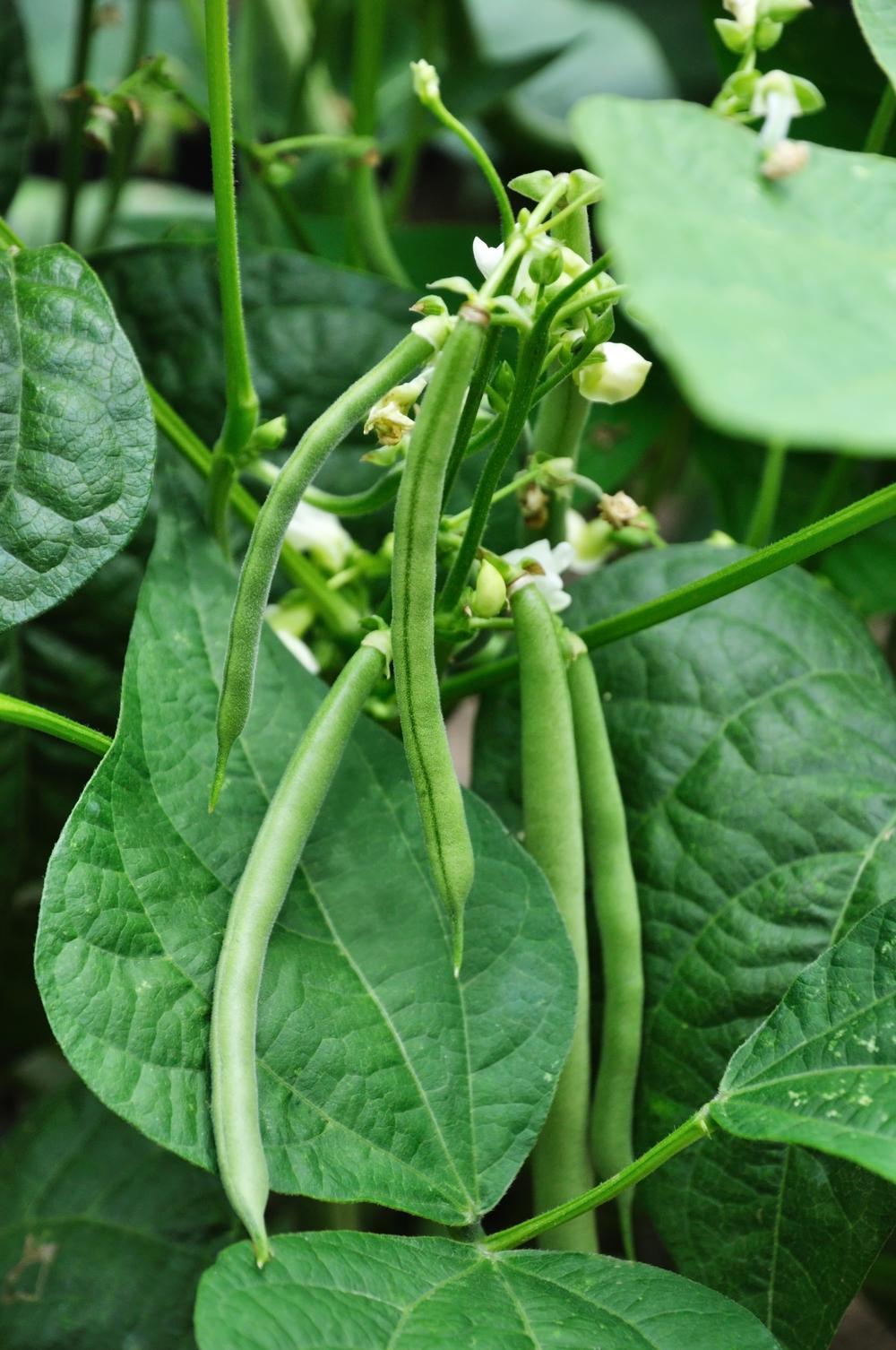 Bijvriendelijk tuinieren met onze moestuinman Angelo Dorny