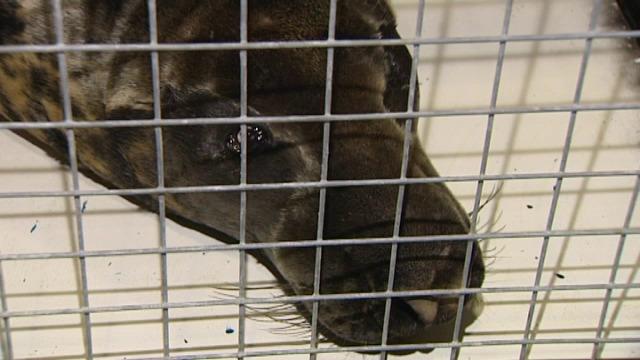 Grijze zeehond met oorproblemen wordt geopereerd in Oudenburg