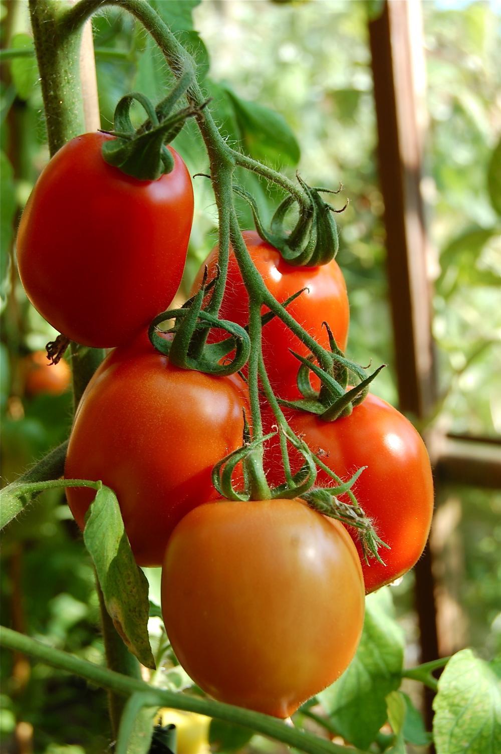 Angelo Dorny heeft een zwak voor tomaten. In zijn serre vind je 15 variëteiten.